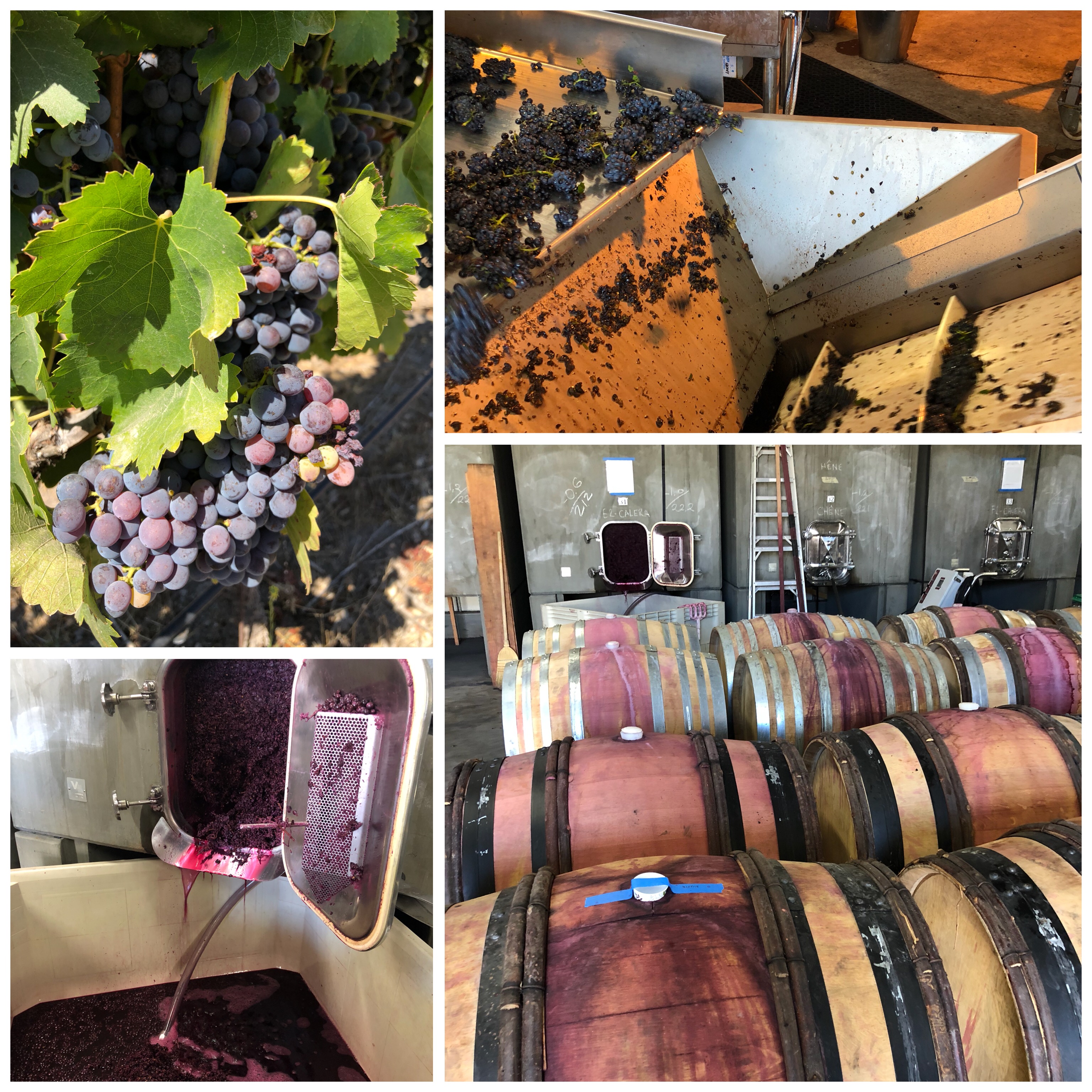 #harvest #pinotnoir #winetour #winetasting